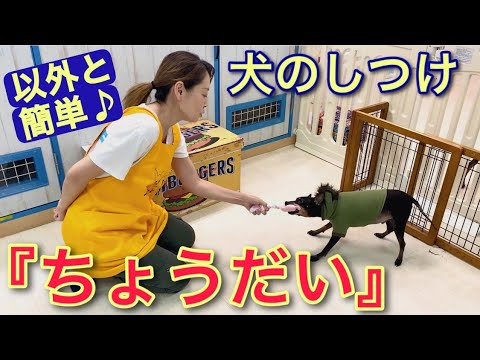犬に物を放すように教える