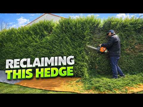 Taille haie — un côté taillé chaque année, l'autre abandonné