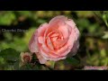 Kaadhal Oviyam Paadum Kaaviyam Karaoke For Male With Female Voice Smule Recorded