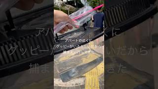 インドネシアのアパートの近くで魚捕まえてきた