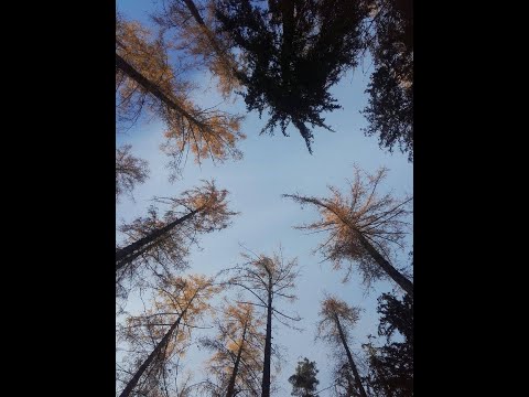 Rabbitmusic - rabbit - L E S