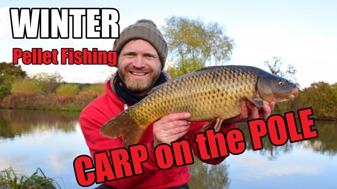 SOFT PELLET FISHING ... CARP on the POLE | Winter Fishing - Rob Wootton Fishing