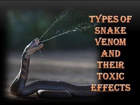 Types of Snake Venom & Their Toxic Effects