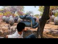 Anaconda Snake in Real Life | Anaconda Live bait | anaconda attack | Hd Video VB Film