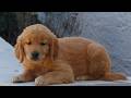 Golden Retriever dogs for sale: Bella  - Video 1