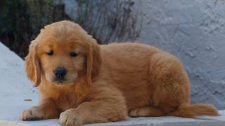 Video preview image #1 Golden Retriever Puppy For Sale in NARVON, PA, USA