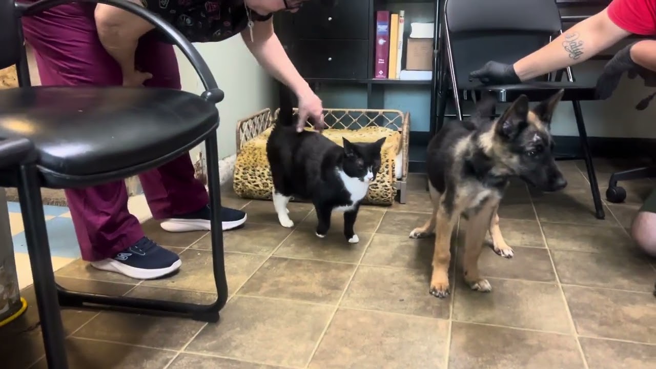 Enlarge *Ace von Auleben, an adopted mixed breed in Los Angeles, CA video 2/6