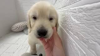ゴールデンレトリバーの動画01