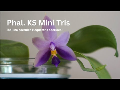 My All-Time Favorite Coerulea Hybrid! Phal. KS Mini Tris & Some Comparisons | Orchid Care Tips