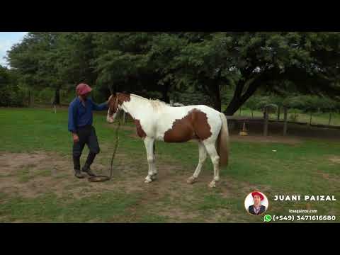Caballo tobiano zaino manso y funcional - $3.200.000 - LOSEQUINOS.COM