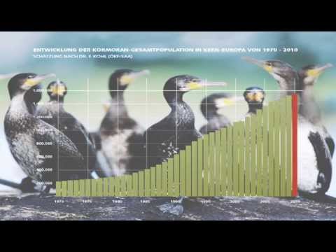 Der Fall Kormoran - Fakten, Meinungen, Konflikte