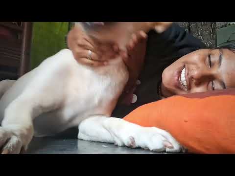 Na Bgm thali na reo gadu... ✨❤️🤌.. just fun time #emotoinal #love #song #pets #petlover