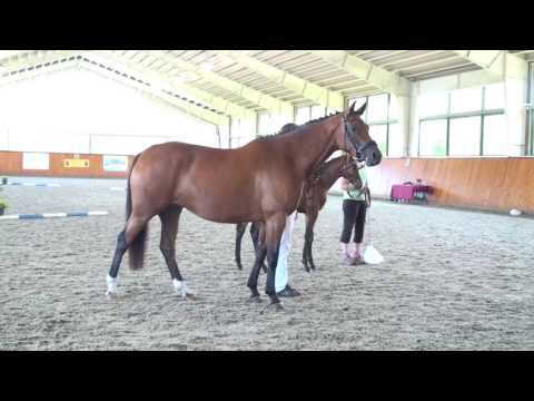 Fanfare EMF (Franziskus - Roi du Soleil) Top Colt Hilltop Farm AHS 2017