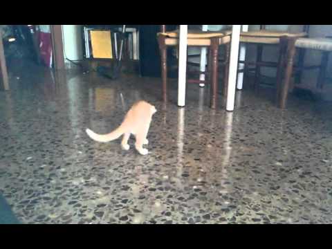 Fenix Cat - Jugando (gatos graciosos 2016)