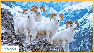 Yukon Wilderness - A Cinematic Journey Into the Last Frozen Heart of the North