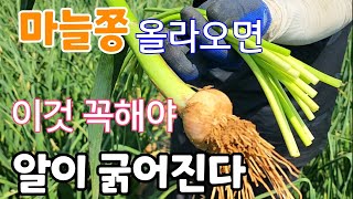 마늘쫑 올라오는 시기 이것 꼭해야 마늘이 굵어진다 #홍산마늘쫑 주문