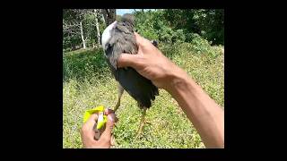 Download lagu POIN RUAK RUAK PAKAI KETAPEL #hunting #burung #slingshot #birds #berburu mp3