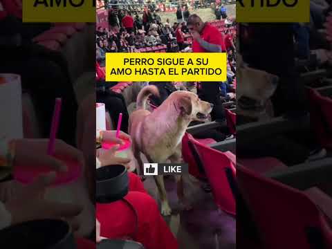 VIRAL! This dog followed his owner to the game.