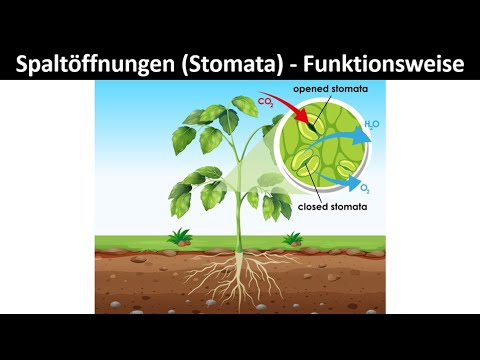 Stomata in plants [Structure and function]