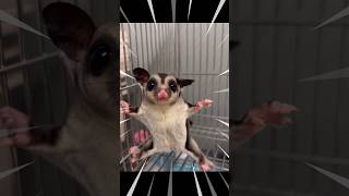 Download lagu Little Angry Sugar Glider😱 #storts #sugarglider #sugargliders #sugarglidercare  #cutepets mp3