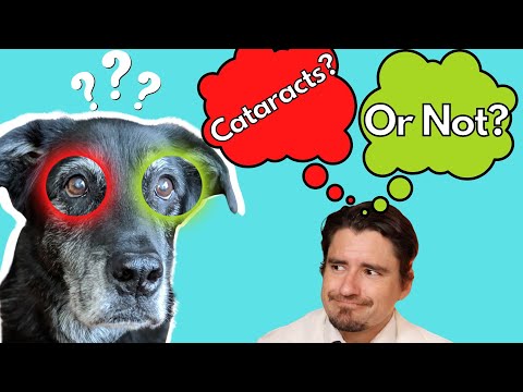 Does your dog have Cataracts or Not?