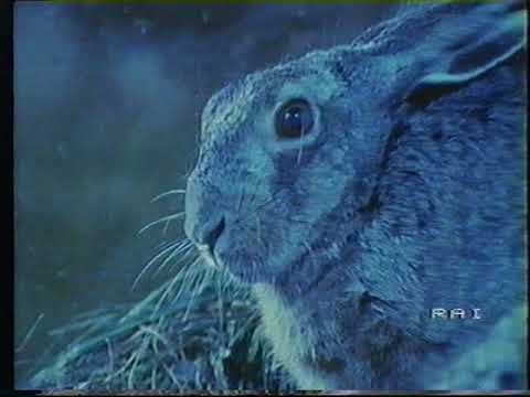 , title : 'R1 - Vita degli animali: "La lepre" (1982)'