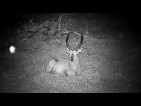 Djuma: Waterbuck bull resting and ruminating - 22:04 - 10/09/2022