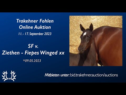 2 - Saxonija - SF v. Ziethen - Fiepes Winged xx