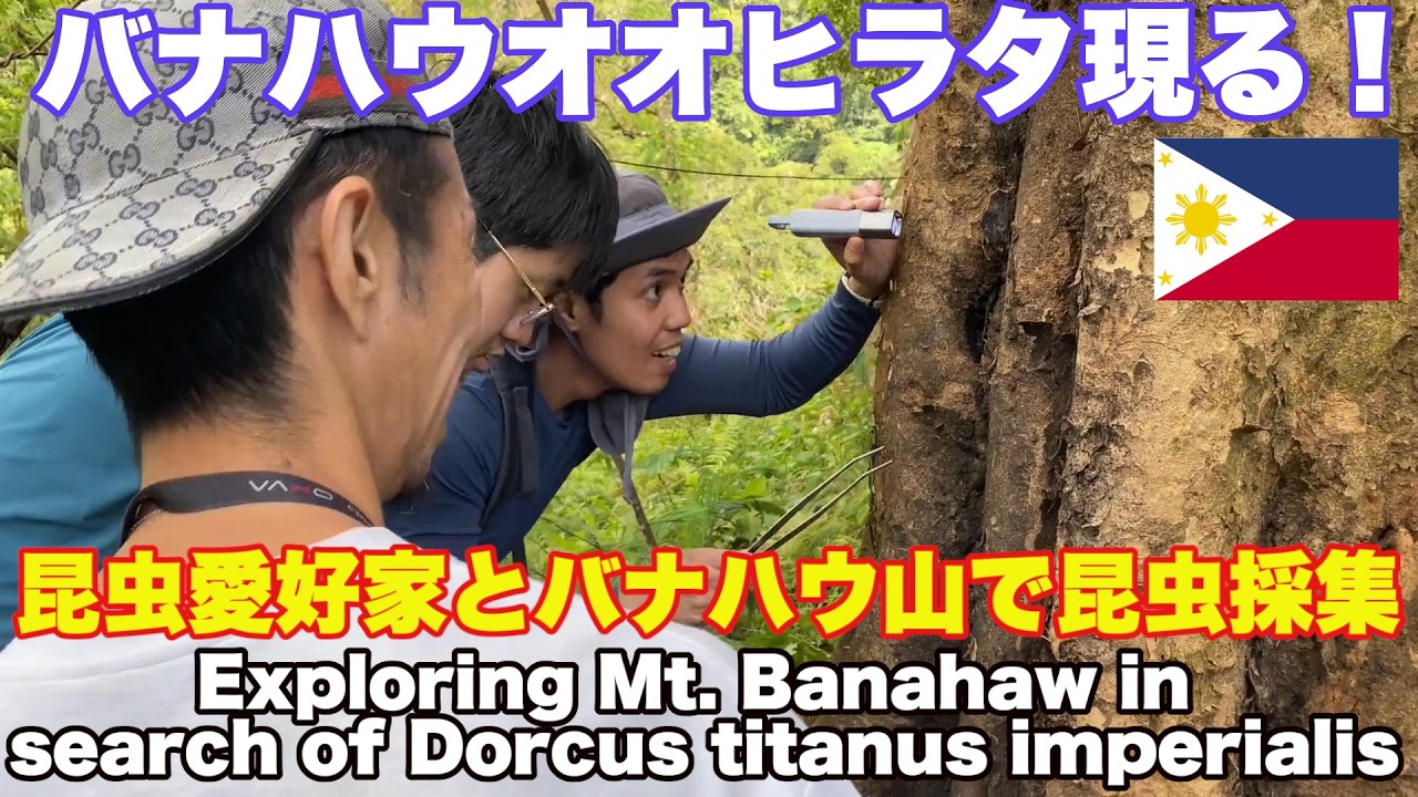 バナハウオオヒラタ現る！バナハウ山で昆虫採集。秋田歩兵第17連隊 Dorcus titanus imperialis appears! Insect watching on Mt. Banahaw