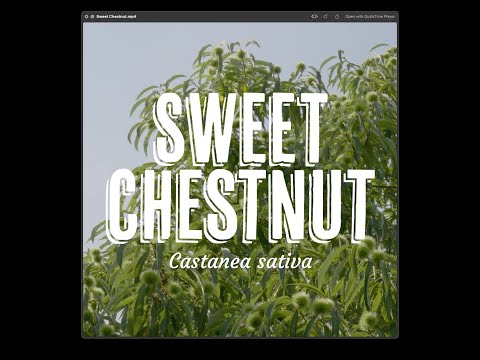 Tree Tuesday thumbnail 11