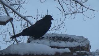 The Silent Nutcracker; performed by Trans-Siberian Orchestra