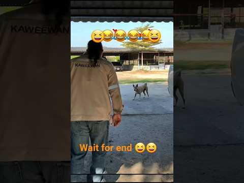 Funniest Dog Prank Ever 🤣 You Won’t Expect This! #funny #lol #shorts