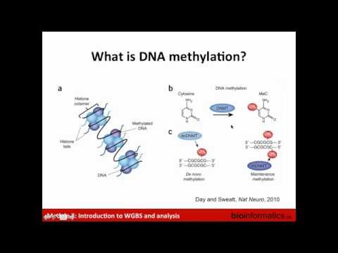 Introduction to WGBS and Analysis