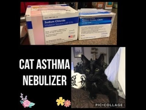 Cat Asthma & Nebulizer