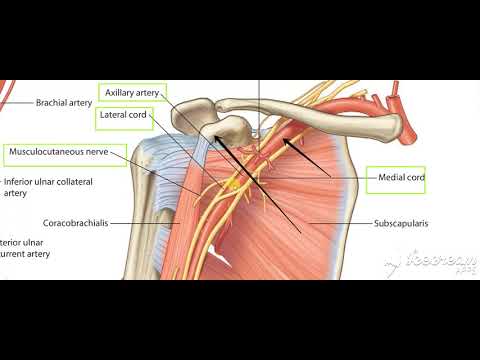 Musculocutaneous nerve