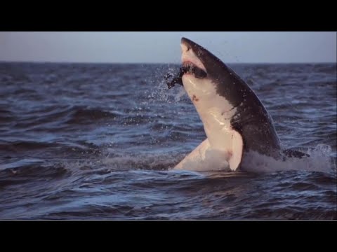 The deadliest and most dangerous shark species in the world