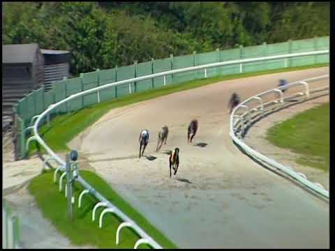 2017 GMG PUPPY CLASSIC - HEAT 4 - T5 BALLYDOYLE MAURA