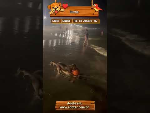 Vídeo de Simba