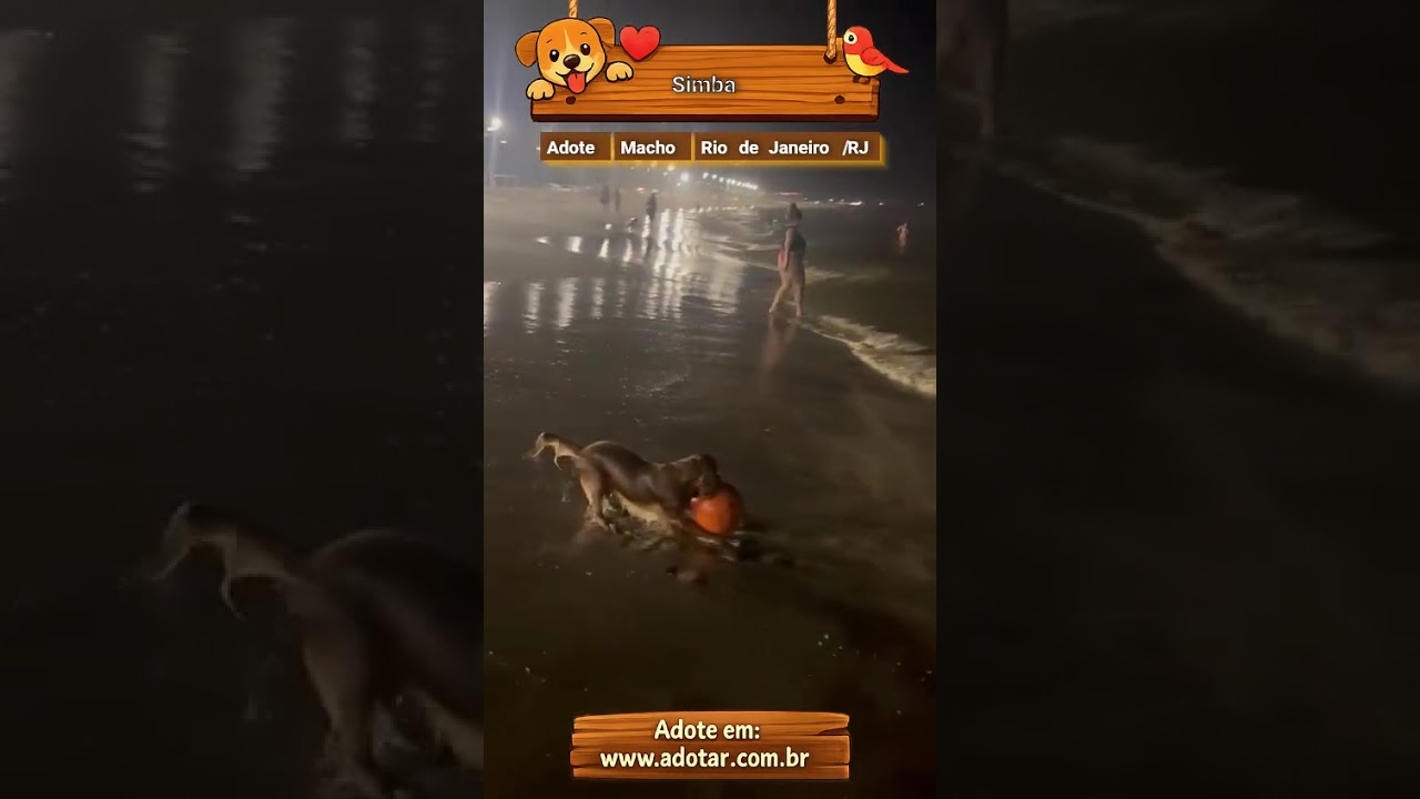 Cachorro raça Cocker idade 2 anos nome Simba