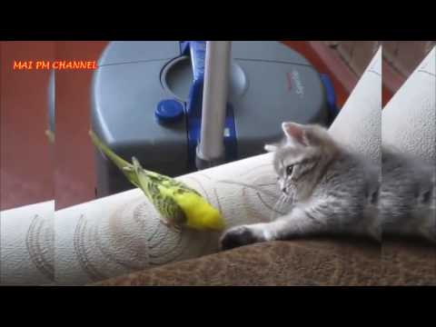 Funny birds annoying Cats