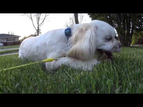 2098 Jackie's stray cat