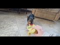 Yorkshire Terrier dogs for sale: Henry Teacup - Video 1