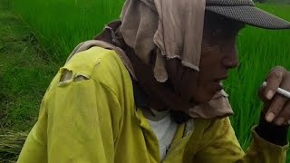 Download lagu sarapan pagi di sawah bersama kakek mp3 Download lagu sarapan pagi di sawah bersama kakek mp3