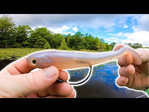 BIG SWIMBAIT Fishing