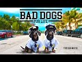 Ep 42 BAD DOGS FOR LIFE Wiener Dog Bad Boys Movie