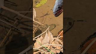 Download lagu GAJADI NANGKEP GABUS‼️ TERNYATA INDUK SEDANG ASUH ANAK‼️ #shorts mp3 Download lagu GAJADI NANGKEP GABUS‼️ TERNYATA INDUK SEDANG ASUH ANAK‼️ #shorts mp3