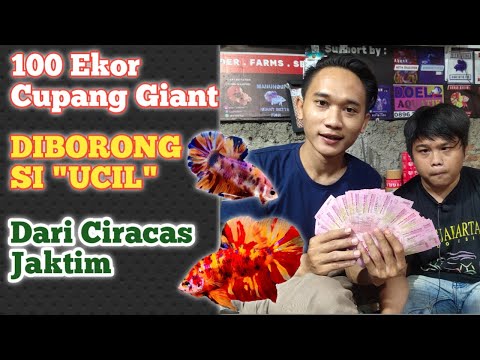 100 EKOR GIANT DI BORONG SI "UCIL"