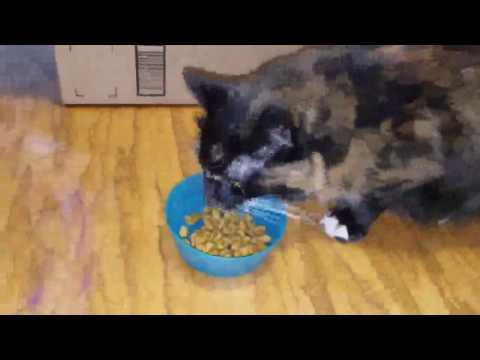 download lagu mp3 mp4 Science Diet Indoor, download lagu Science Diet Indoor gratis, unduh video klip Science Diet Indoor