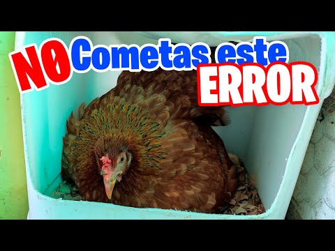 , title : '⚠️ El Peor ERROR que puedes cometer si tienes una Gallina Clueca'