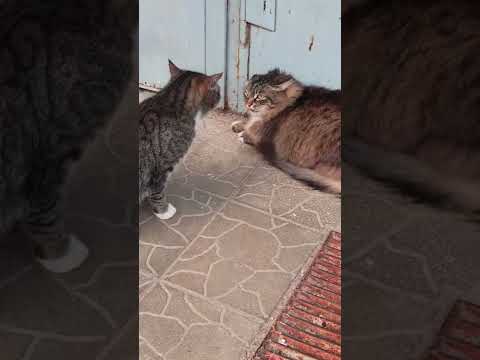Кошка с котом дерется